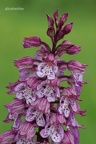 Purpur-Knabenkraut (Orchis purpurea)
